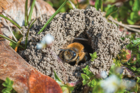 Single female mining bee in her hole on the ground